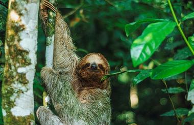 Sloth watching in the La Fortuna area