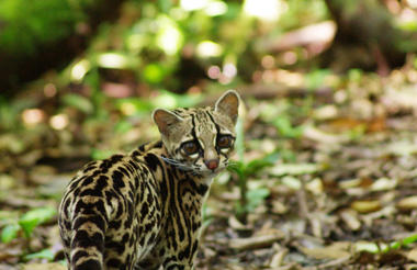 Wildlife in Arenal National Park, Costa Rica