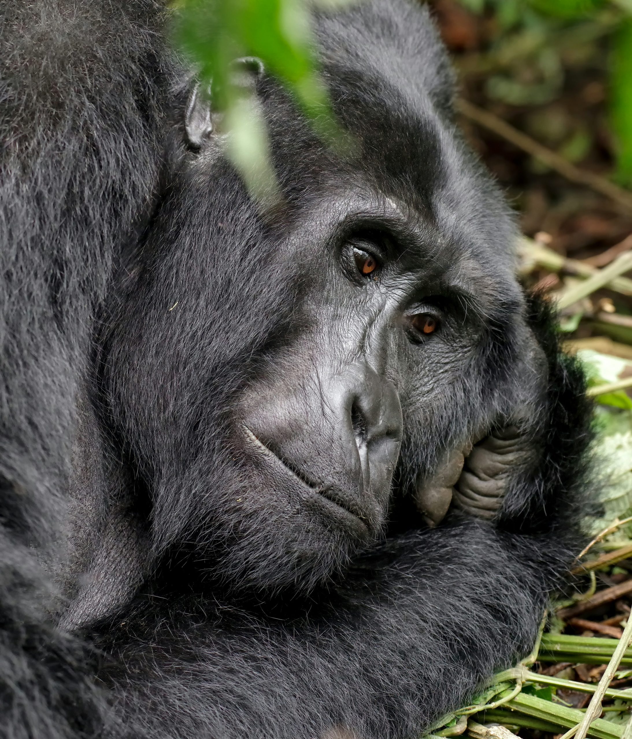 Black gorilla lying on green grass in Rwanda - Photo by Bob Brewer on Unsplash
