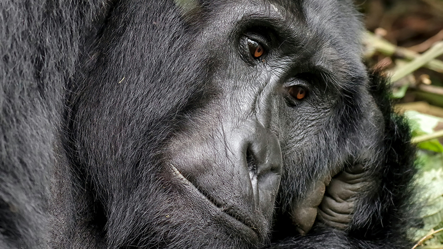 Gorilla in Rwanda