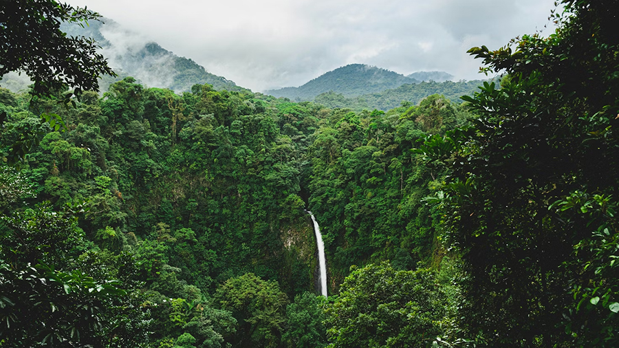 Costa Rica Jungle