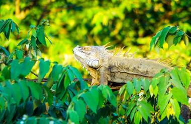 Wildlife in Arenal National Park, Costa Rica