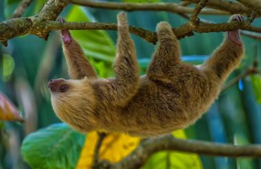 Wildlife in Arenal National Park, Costa Rica