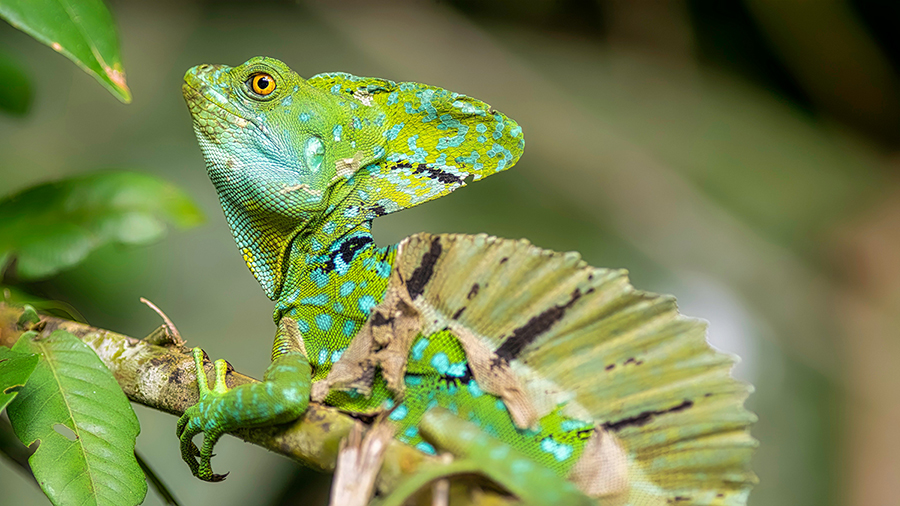 Wildlife in Tortuguero National Park