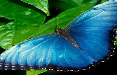 Butterfly in Pierella Ecological Garden
