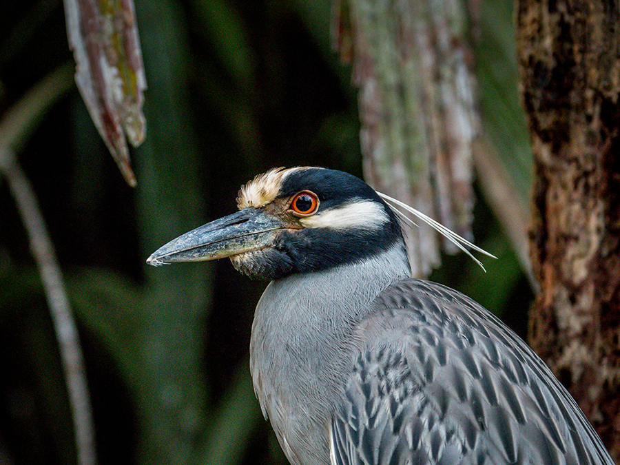Wildlife in Tortuguero National Park