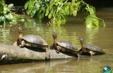 Turtles in Tortuguero National Park