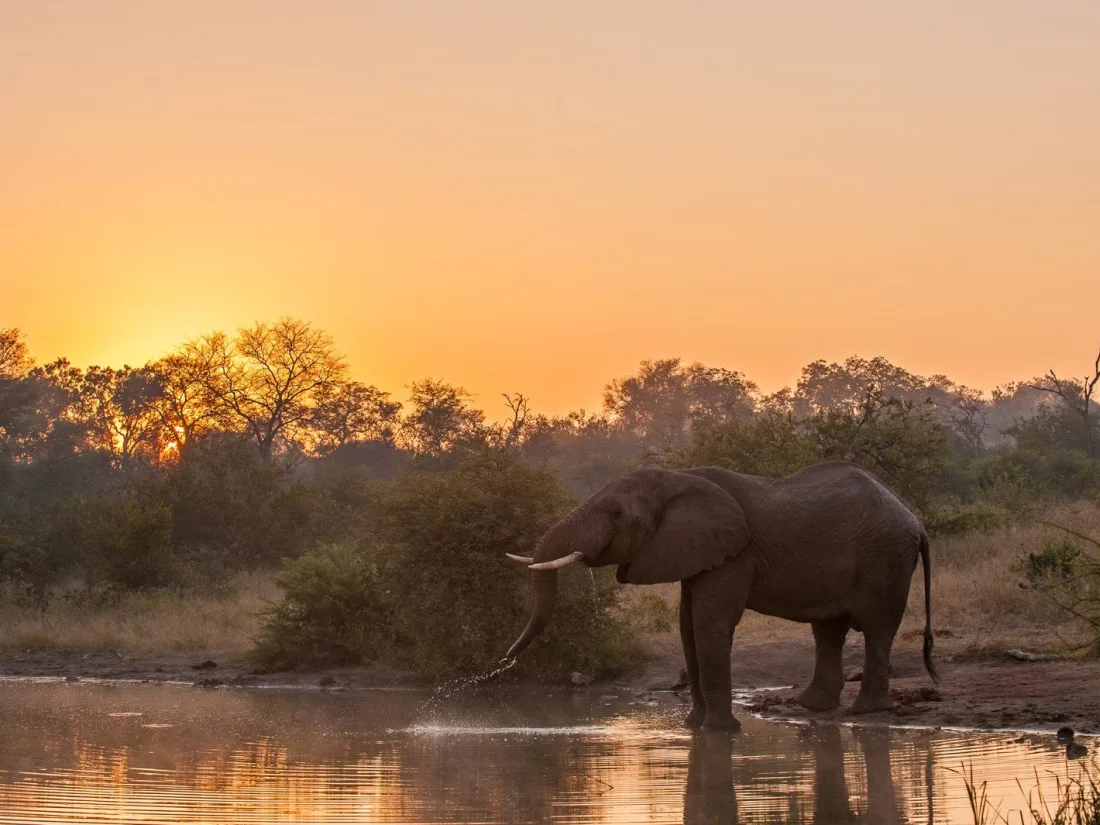 Elephant seen in Klaserie Reserve