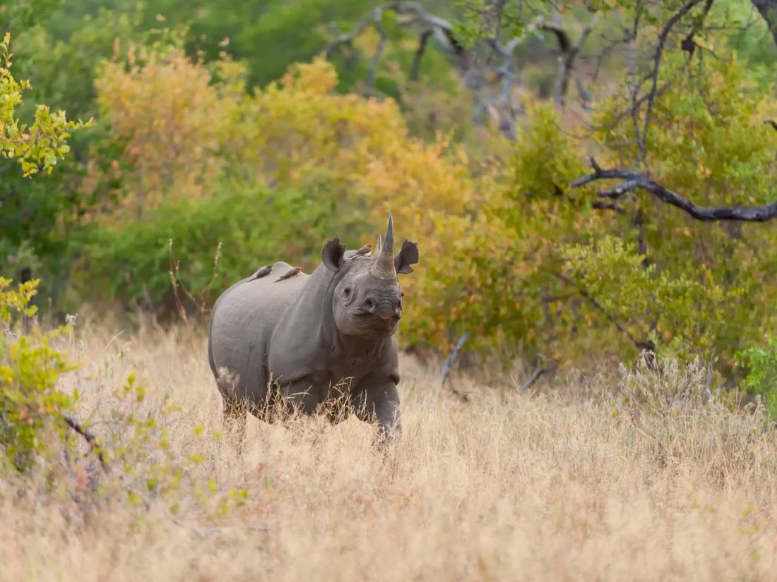 Rhino seen in Klaserie Reserve