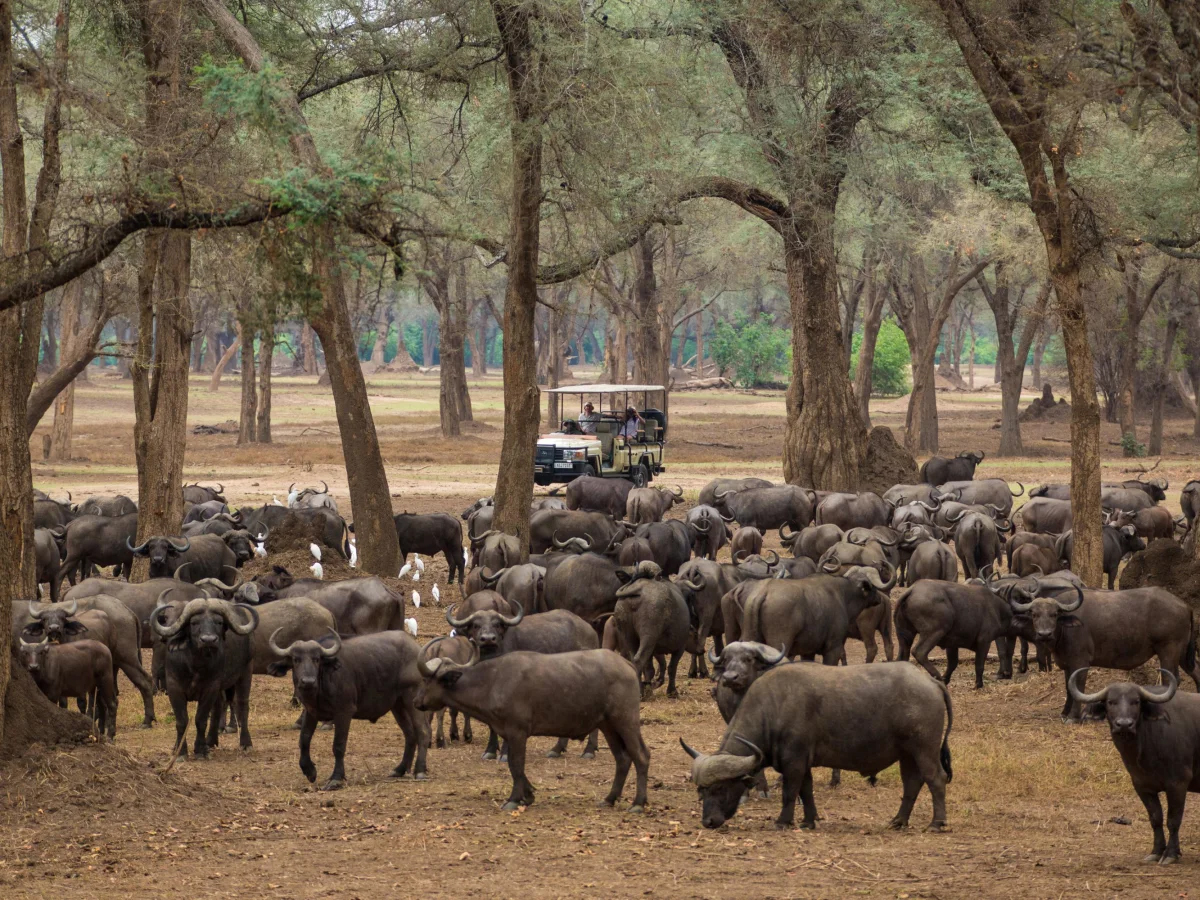 Buffaloes seen in Lower Zambezi National Park
