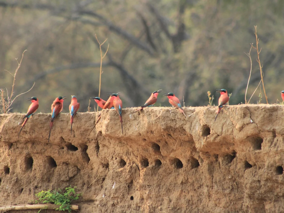 Carmine bee-eater seen in Lower Zambezi National Park