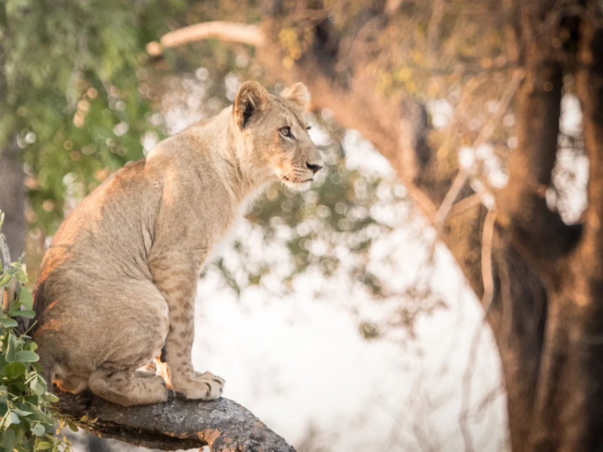 A tiger seen in the Lower Zambezi National Park, Zambia