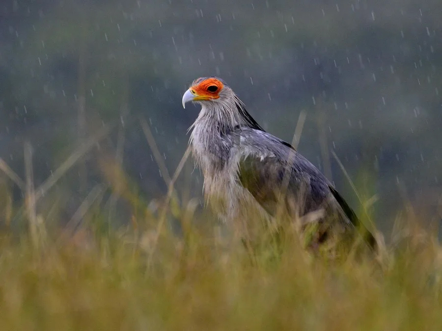 Secretary bird in Shamwari Game Reserve, South Africa