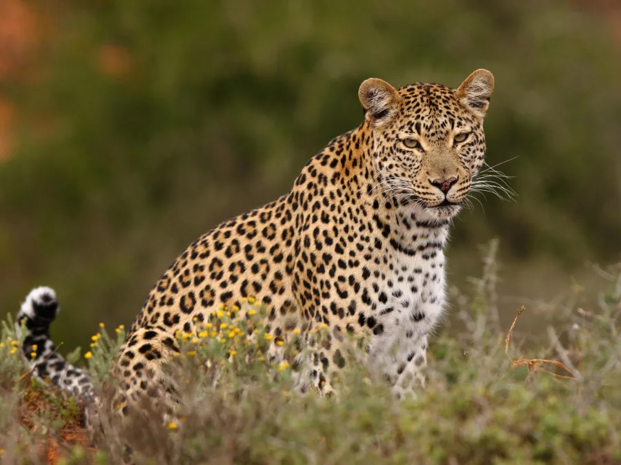 Leopard in Shamwari Game Reserve, South Africa