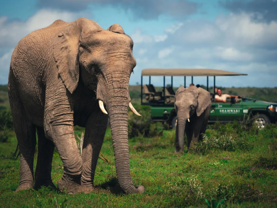 Elephants in Shamwari Game Reserve, South Africa