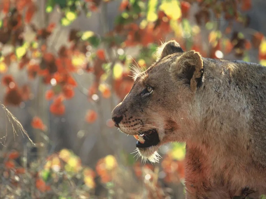 A lion seen in Sabi Sands Reserve, South Africa