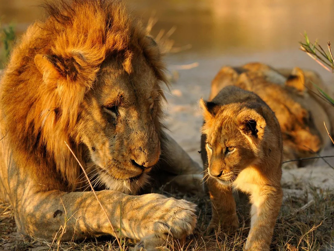 Lions seen in Kruger National Park