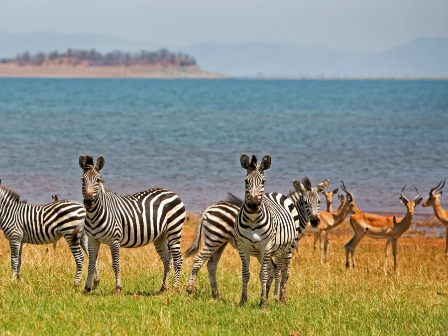 Wildlife at Lake Kariba, Zimbabwe