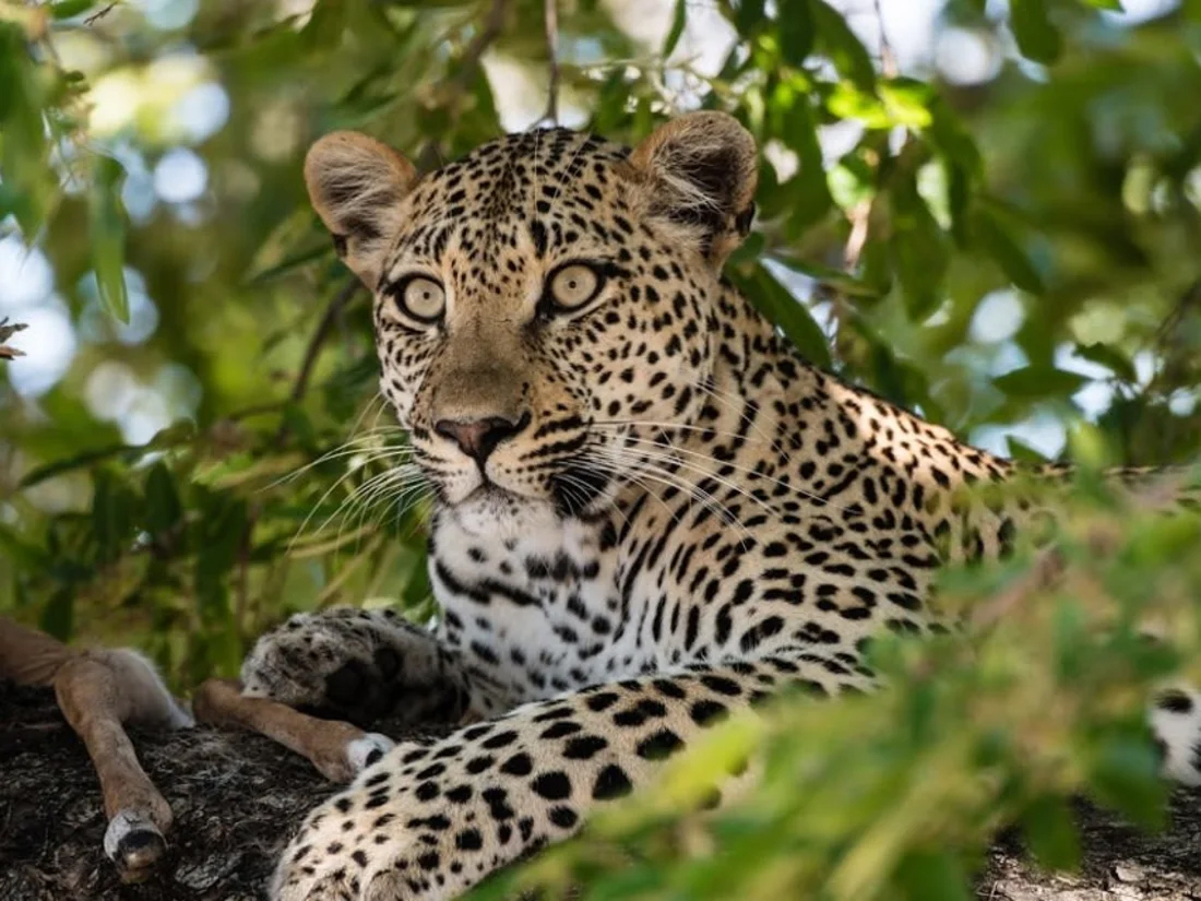 Leopard seen in Kruger National Park