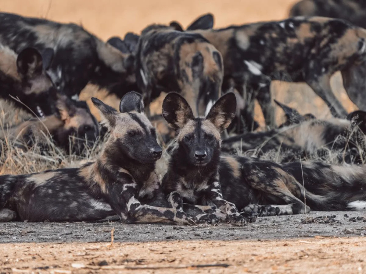 Wild dogs seen in Lower Zambezi National Park