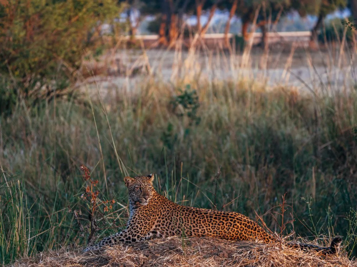 Leopard seen in Lower Zambezi National Park