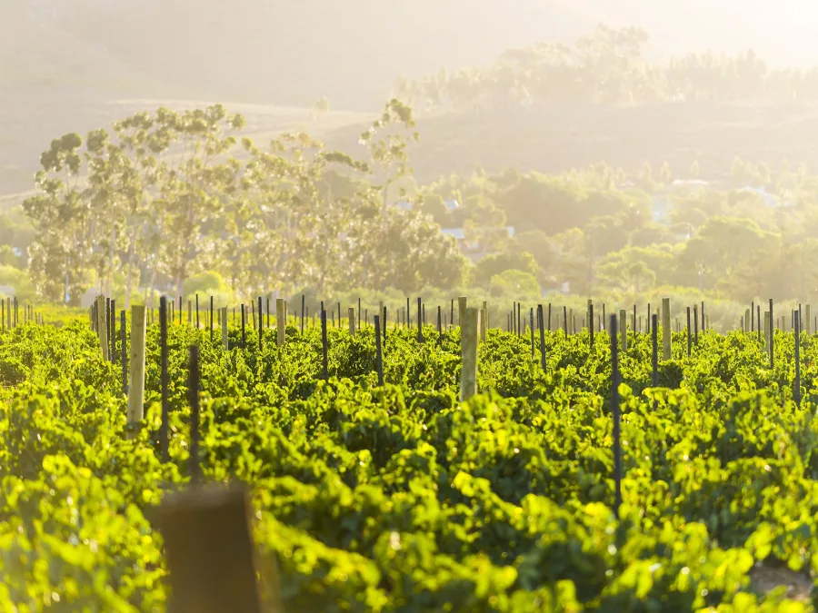 Cape Winelands - South Africa