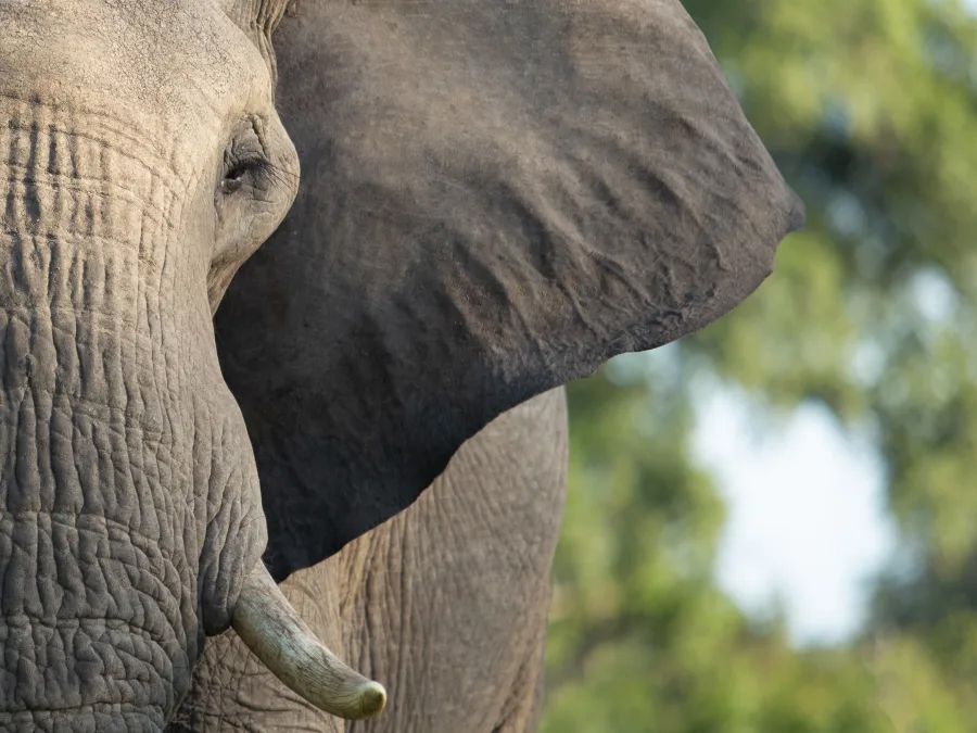 A bull elephant seen in Sabi Sands Reserve, South Africa