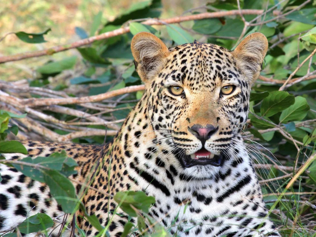 Leopard seen in Klaserie Reserve