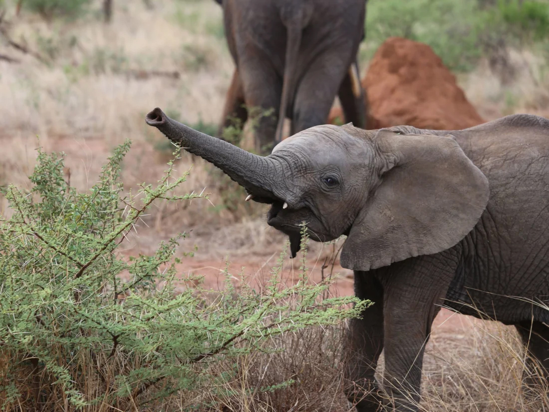 Baby elephant seen in Kruger National Park