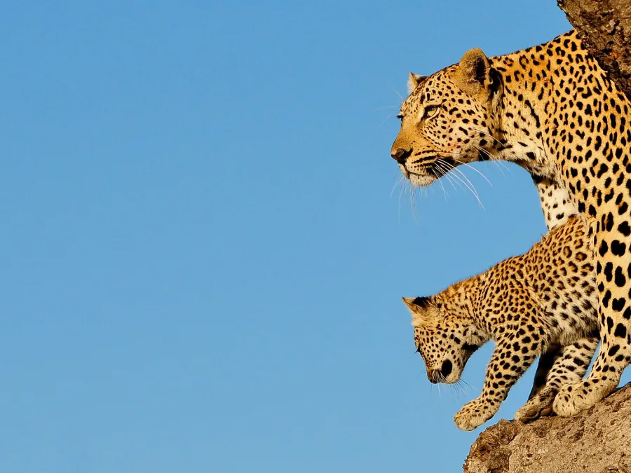 Leopards seen in Sabi Sands Reserve
