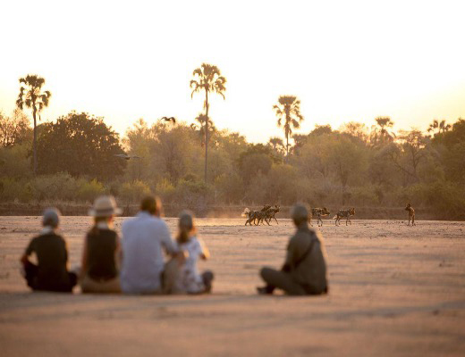 Wild dogs seen during a walking safari in South Luangwa National Park, Zambia